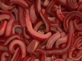 红虫钓鱼技巧（掌握红虫钓鱼的使用技巧和注意事项）