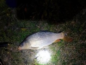 北方夏季夜钓技巧和方法有哪些？如何提高夜钓成功率？