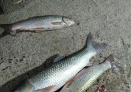 如何正确打虚窝钓鱼？掌握这4个技巧提高成功率？