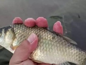 如何通过钓鱼技巧小细节显著降低断杆几率？