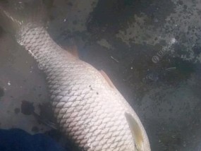 钓野生草鱼的技巧与方法（探寻草鱼之道，提升钓鱼技巧）