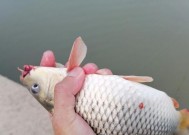 掌握钓鱼技巧，观察咬钩诀窍（提升钓鱼水平，敏锐察觉咬钩迹象）