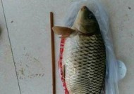 冬天钓鱼拉饵技巧有哪些？如何提高冬季钓鱼成功率？