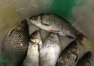 快速钓黄鳝鱼的技巧（掌握以野河快速钓黄鳝鱼的窍门）