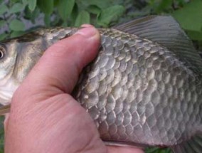如何配制最佳钓鱼鱼饵？哪些技巧能提高钓鱼成功率？