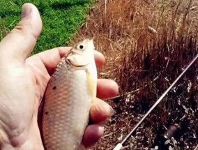 钓鱼技巧新手入门步骤是什么？如何快速掌握？