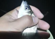 冬天夜钓鲫鱼应该掌握哪些技巧？有哪些有效的配方推荐？