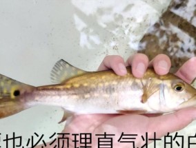 夜间钓白漂鱼的技巧（探秘夜晚渔获奇遇）
