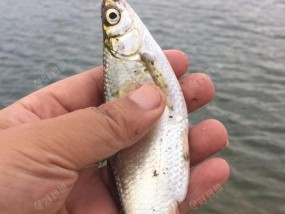 如何高效钓白条？掌握这些技巧教程轻松上手！