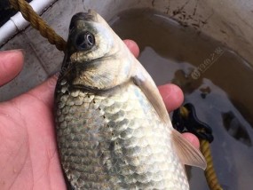 夏季野钓鲫鱼的饵料选择（探秘有效的钓鱼技巧，让你夏季野钓鲫鱼更轻松）