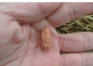 寒露后野钓鲫鱼如何调漂？有哪些技巧？