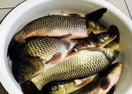 冬天野钓草鱼技巧和方法简单吗？如何提高成功率？