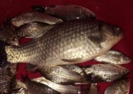 冬天夜钓鲫鱼有哪些绝密技巧？如何提高钓获率？