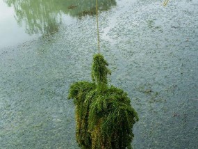 钓鱼沾水草的方法和技巧（掌握正确的操作技巧，提高钓鱼成功率）