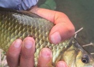 冬天长竿短线钓鱼技巧是什么？如何提高钓鱼成功率？