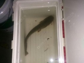 以假虾米钓鱼的技巧（鱼获无忧）