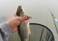 野钓滑口大草鱼技巧（挑选正确钓点）