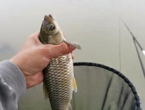 野钓滑口大草鱼技巧（挑选正确钓点）