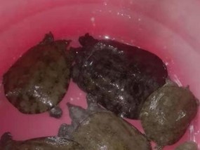夜间钓甲鱼的技巧（掌握夜晚钓甲鱼的关键要点）