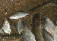野钓河鱼技巧与方法（探索河鱼世界）
