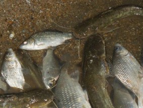 野钓河鱼技巧与方法（探索河鱼世界）