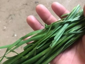 野外钓草鱼的技巧与方法（掌握正确的钓草鱼技巧）