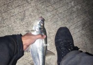 夏季夜钓白条技巧（独家技巧助你夜晚捕获白条的最佳时机和方法）