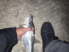 夏季夜钓白条技巧（独家技巧助你夜晚捕获白条的最佳时机和方法）