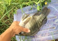 如何掌握蹲点钓鱼的技巧？蹲点钓鱼有哪些常见问题及解决方法？