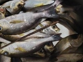 如何垂钓黄脚腊鱼？掌握哪些技巧能提高成功率？
