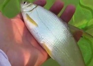如何在海滩上使用沙板鱼技巧成功钓鱼？常见问题有哪些？