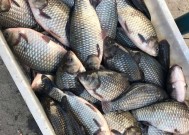冬天钓野鲫鱼的技巧是什么？如何提高钓鲫鱼的成功率？