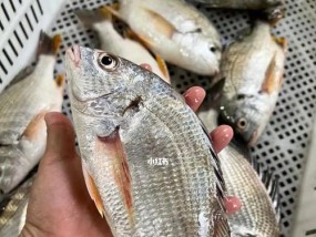 岸边钓黄翅鱼技巧有哪些？如何提高钓黄翅鱼的成功率？