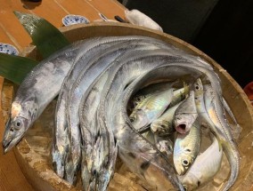 带鱼钓法技巧野钓有哪些？如何提高野钓带鱼的成功率？