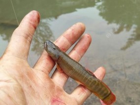 以鱼吃鱼饵钓鱼技巧（掌握关键诀窍）