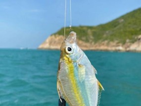 海钓沉底技巧，钓到石斑鱼的绝招（掌握技巧）
