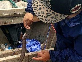 野生钓鳝鱼技巧（掌握这些技巧，成为钓鳝鱼高手）
