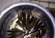 冬天红虫夜钓鲫鱼有哪些技巧和方法？如何提高夜钓鲫鱼的效率？