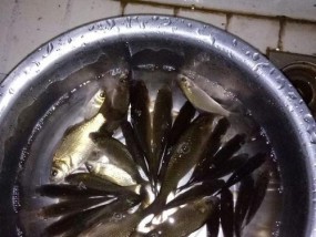 冬天红虫夜钓鲫鱼有哪些技巧和方法？如何提高夜钓鲫鱼的效率？