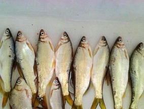 轻口鱼钓鱼技巧（钓鱼专家教你如何钓轻口鱼）