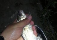 冬天夜钓的十大绝密技巧是什么原理？如何提高夜钓成功率？