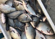 冬天钓鱼技巧有哪些？如何选择最佳钓位？