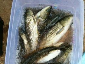 冬天夜钓草鱼实用技巧？如何提高钓获率？