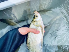 红水河野钓开饵料技巧（钓鱼高手教你如何选择和使用开饵料）