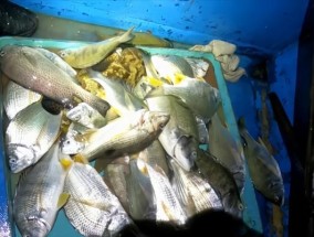钓海黑鱼的技巧（掌握技巧轻松钓到丰盛的海黑鱼）
