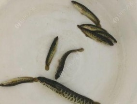 如何有效垂钓黑鱼？掌握这些技巧轻松上钩！