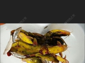 夜间钓黄骨鱼的技巧与经验（探秘钓黄骨鱼的绝佳时机与方法）
