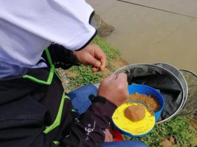 野外垂钓技巧——捕捉野鲫鱼的秘籍（如何成为野鲫鱼的捕食专家）