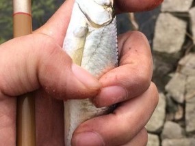 如何掌握钓鱼截口的技巧？常见问题有哪些解答？