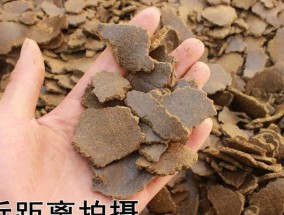 冬笋钓鱼技巧大揭秘（挖冬笋）